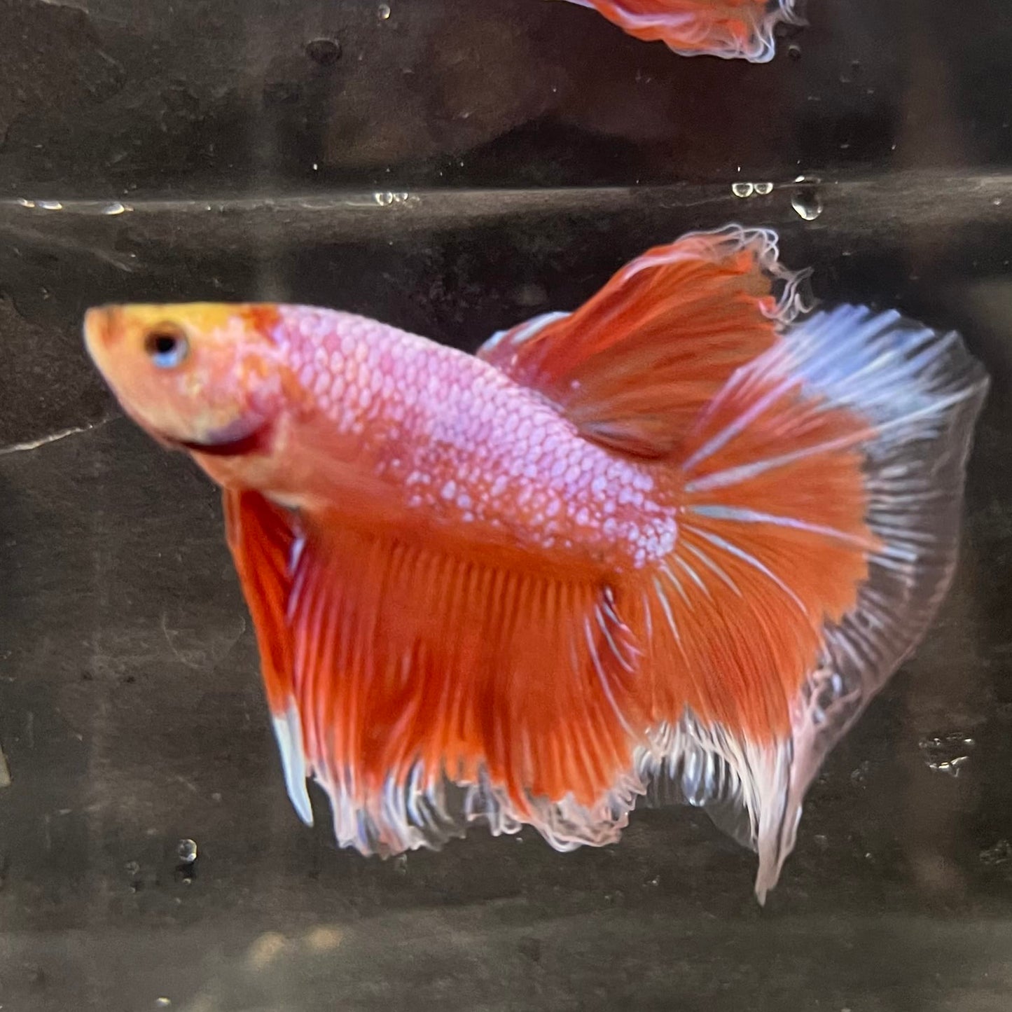 the-fish-farm Male Betta Male Betta - One Only - 22 Choose your favourite Male Betta from The Fish Farm Australia