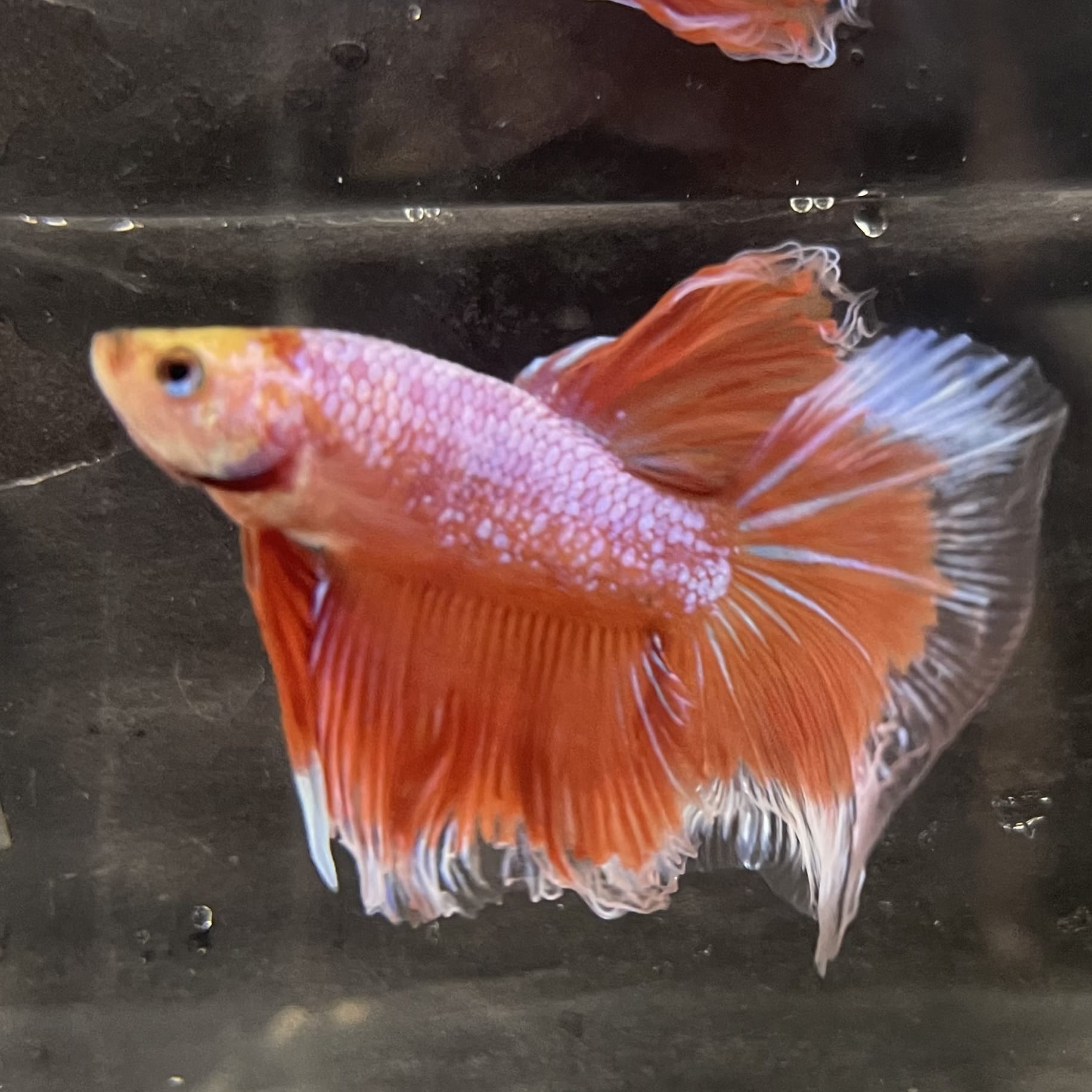 the-fish-farm Male Betta Male Betta - One Only - 22 Choose your favourite Male Betta from The Fish Farm Australia