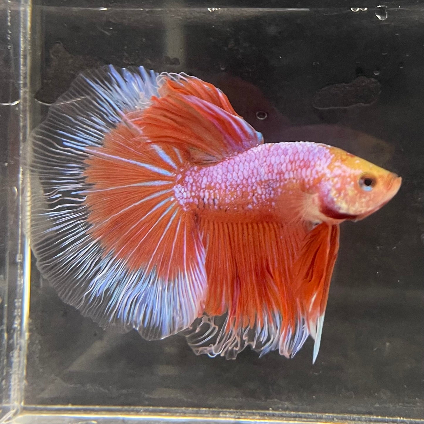 the-fish-farm Male Betta Male Betta - One Only - 22 Choose your favourite Male Betta from The Fish Farm Australia