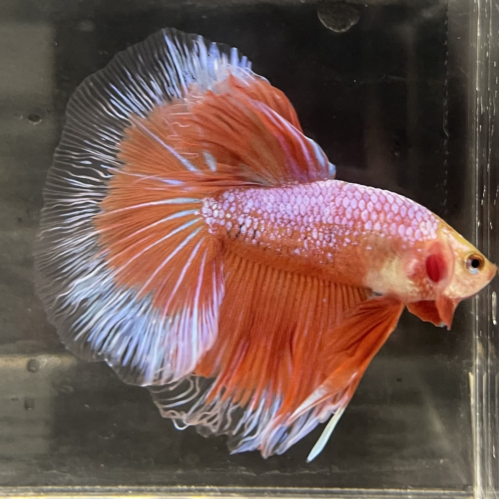 the-fish-farm Male Betta Male Betta - One Only - 22 Choose your favourite Male Betta from The Fish Farm Australia