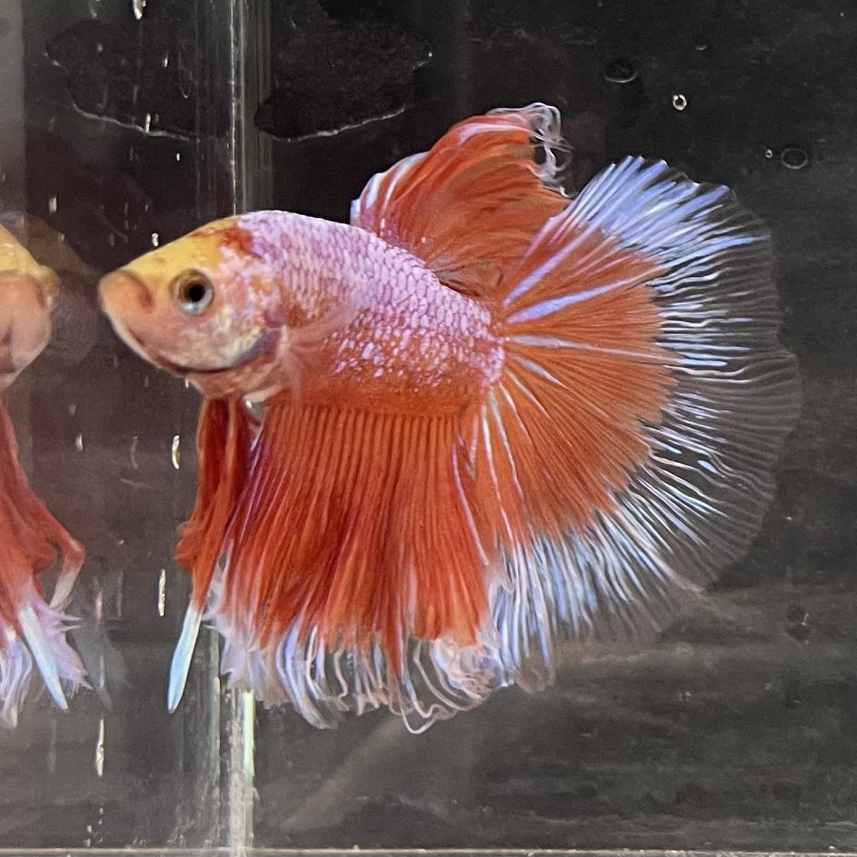 the-fish-farm Male Betta Male Betta - One Only - 22 Choose your favourite Male Betta from The Fish Farm Australia