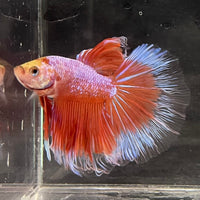 the-fish-farm Male Betta Male Betta - One Only - 22 Choose your favourite Male Betta from The Fish Farm Australia