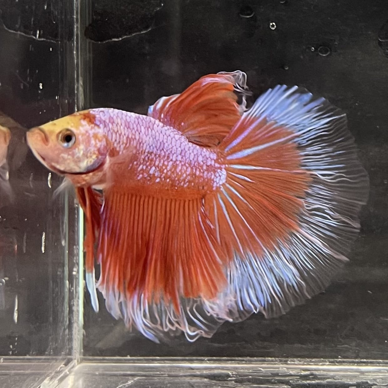 the-fish-farm Male Betta Male Betta - One Only - 22 Choose your favourite Male Betta from The Fish Farm Australia