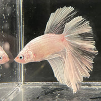 the-fish-farm Male Betta Male Betta - One Only - 22 Choose your favourite Male Betta from The Fish Farm Australia
