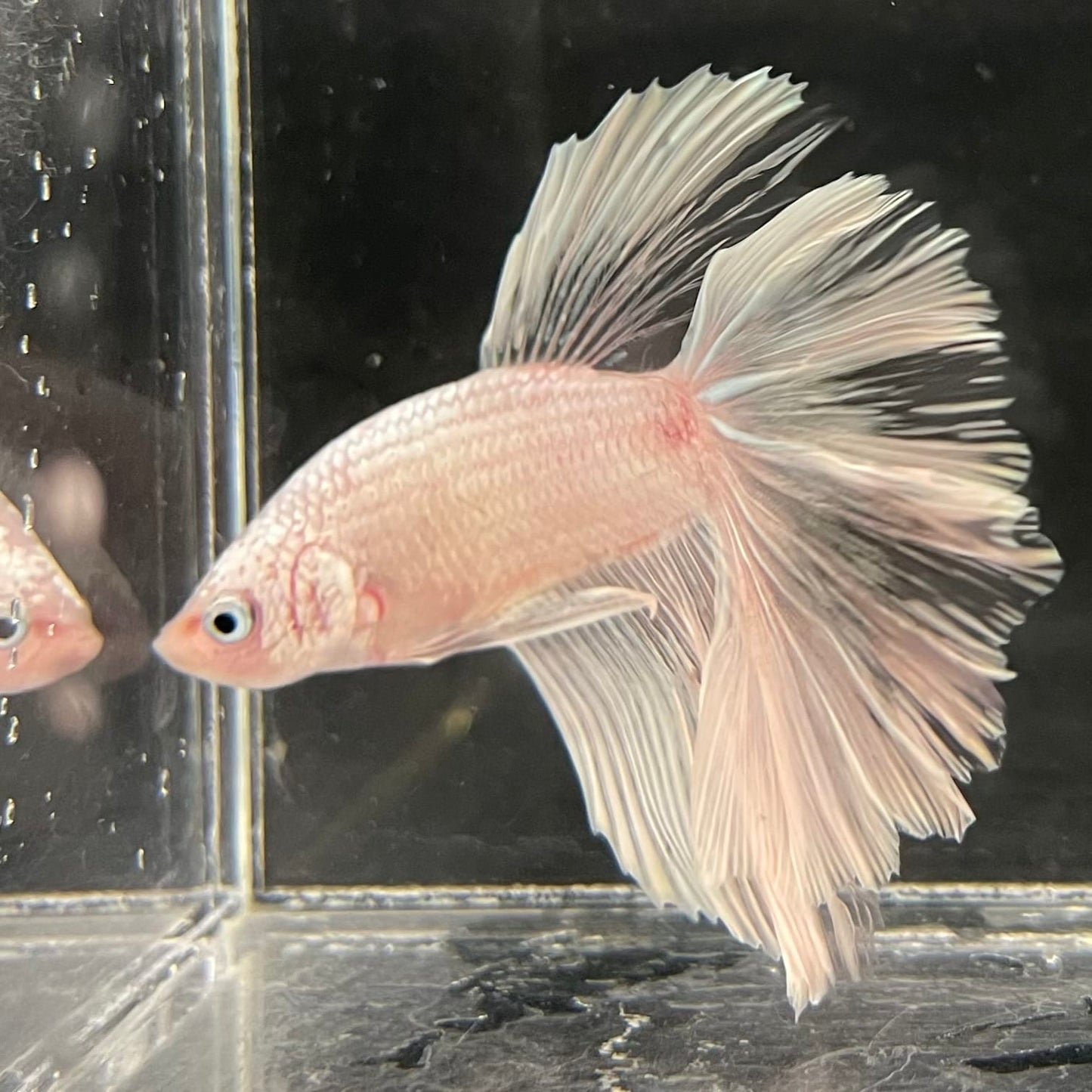 the-fish-farm Male Betta Male Betta - One Only - 22 Choose your favourite Male Betta from The Fish Farm Australia