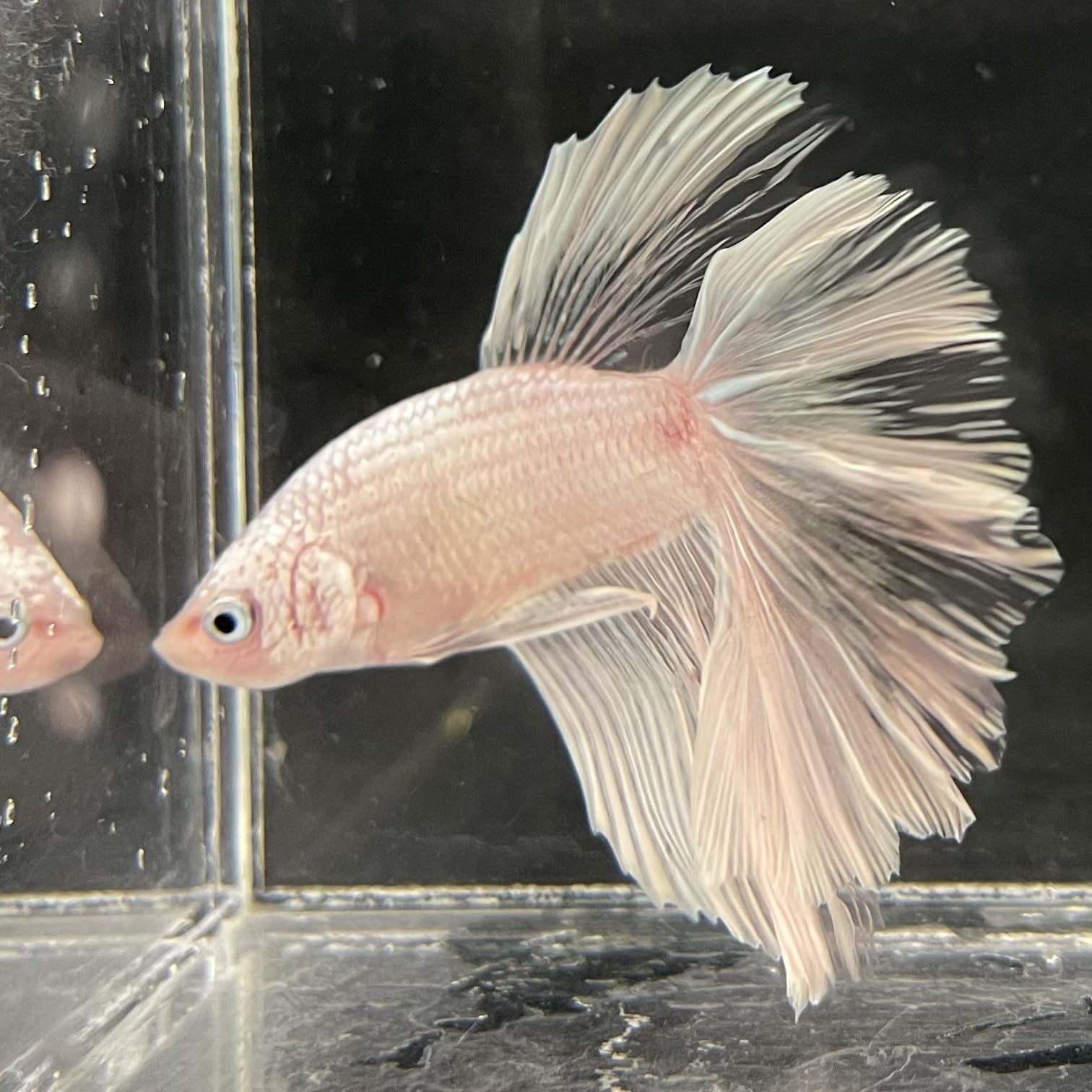 the-fish-farm Male Betta Male Betta - One Only - 22 Choose your favourite Male Betta from The Fish Farm Australia