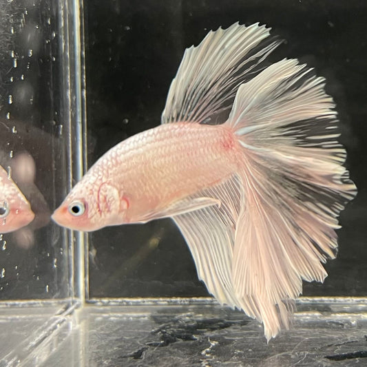 the-fish-farm Male Betta Male Betta - One Only - 22 Choose your favourite Male Betta from The Fish Farm Australia