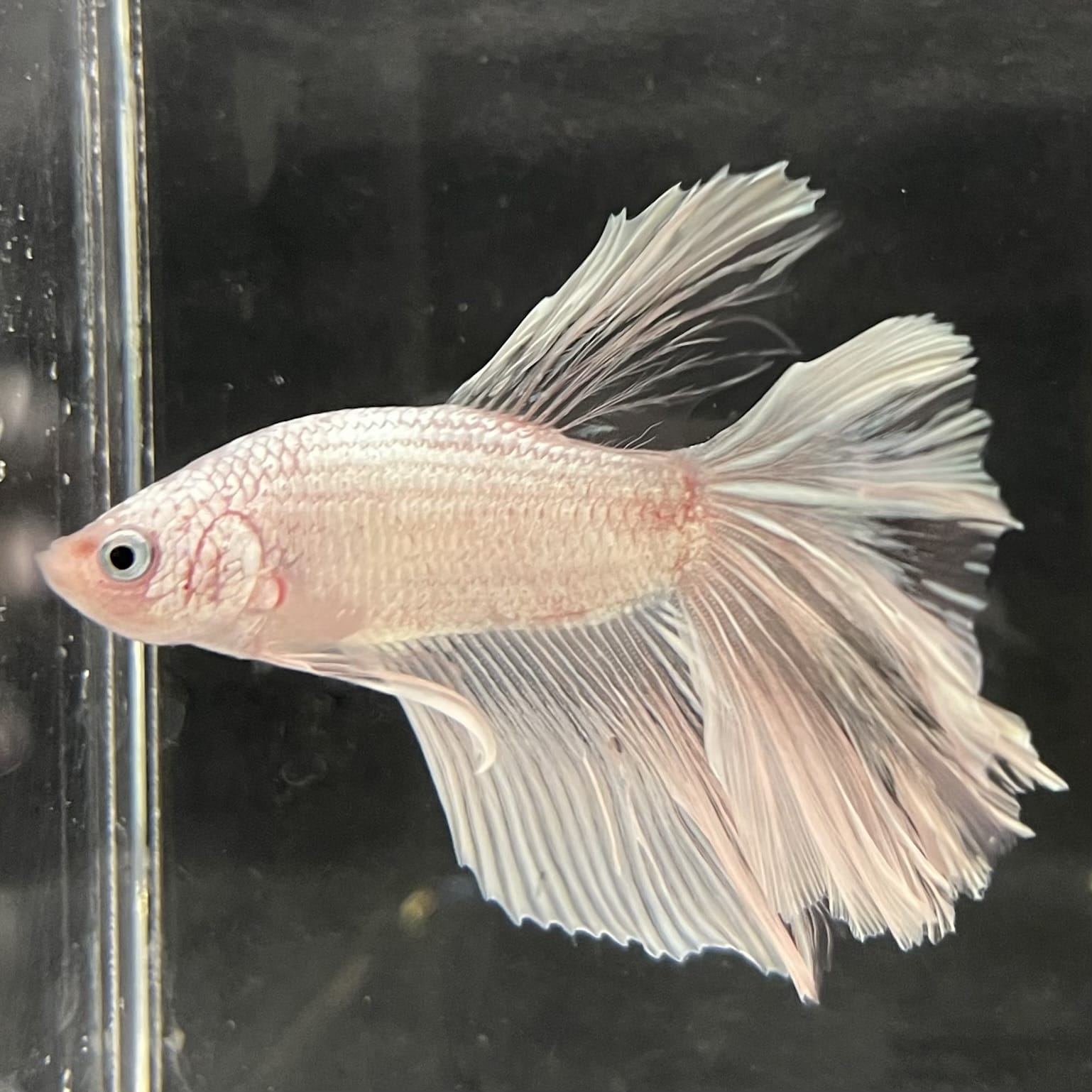 the-fish-farm Male Betta Male Betta - One Only - 22 Choose your favourite Male Betta from The Fish Farm Australia