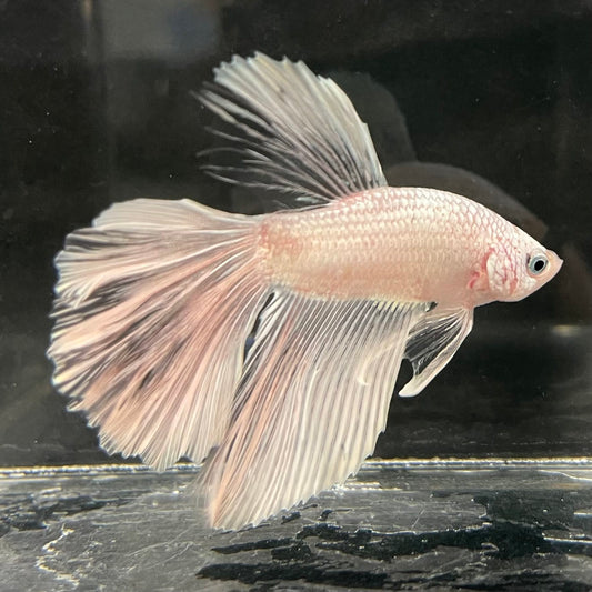 the-fish-farm Male Betta Male Betta - One Only - 22 Choose your favourite Male Betta from The Fish Farm Australia