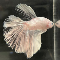the-fish-farm Male Betta Male Betta - One Only - 22 Choose your favourite Male Betta from The Fish Farm Australia