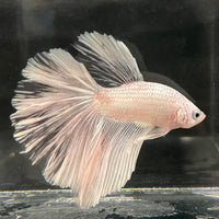 the-fish-farm Male Betta Male Betta - One Only - 22 Choose your favourite Male Betta from The Fish Farm Australia