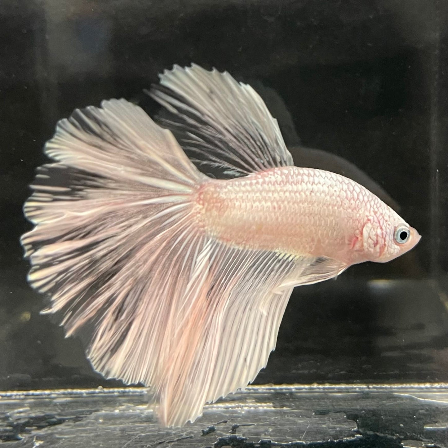 the-fish-farm Male Betta Male Betta - One Only - 22 Choose your favourite Male Betta from The Fish Farm Australia