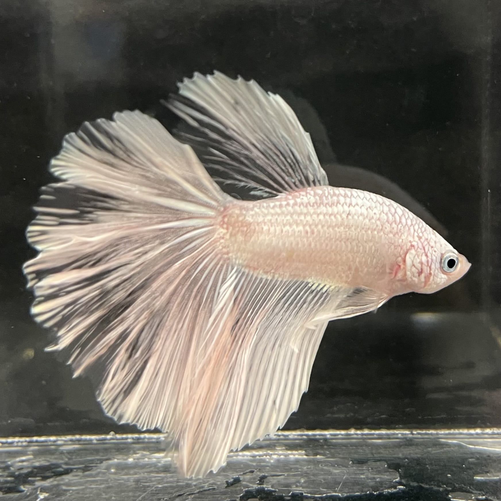 the-fish-farm Male Betta Male Betta - One Only - 22 Choose your favourite Male Betta from The Fish Farm Australia