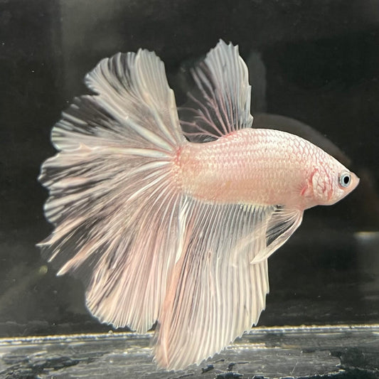the-fish-farm Male Betta Male Betta - One Only - 22 Choose your favourite Male Betta from The Fish Farm Australia
