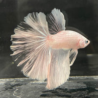 the-fish-farm Male Betta Male Betta - One Only - 22 Choose your favourite Male Betta from The Fish Farm Australia