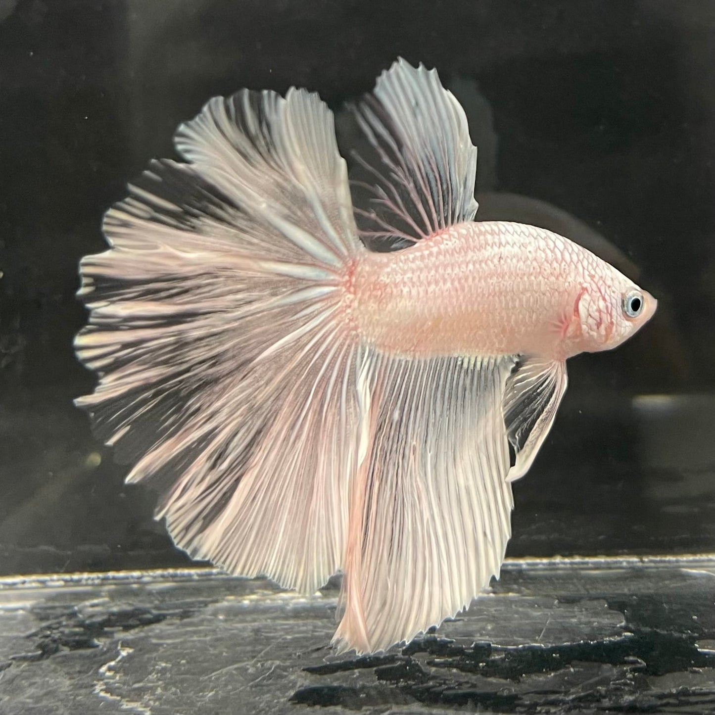 the-fish-farm Male Betta Male Betta - One Only - 22 Choose your favourite Male Betta from The Fish Farm Australia