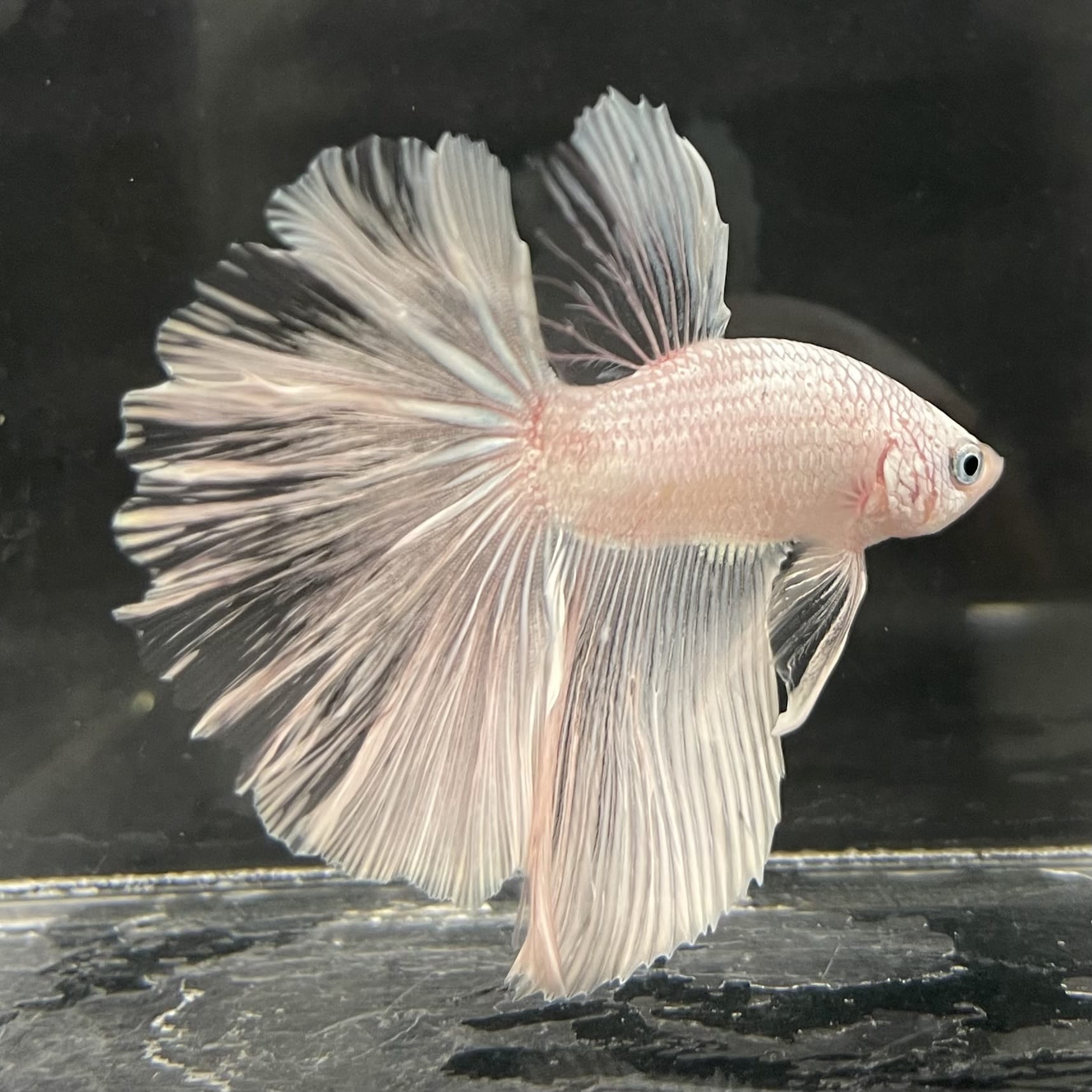 the-fish-farm Male Betta Male Betta - One Only - 22 Choose your favourite Male Betta from The Fish Farm Australia