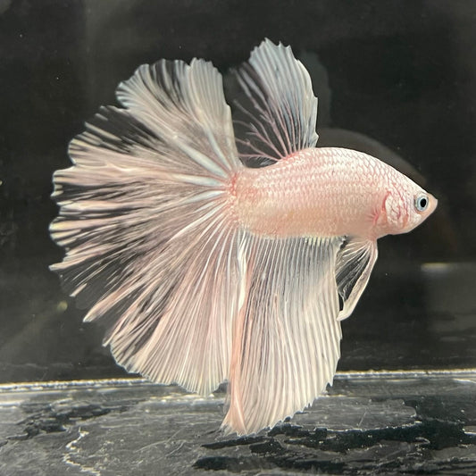 the-fish-farm Male Betta Male Betta - One Only - 22 Choose your favourite Male Betta from The Fish Farm Australia