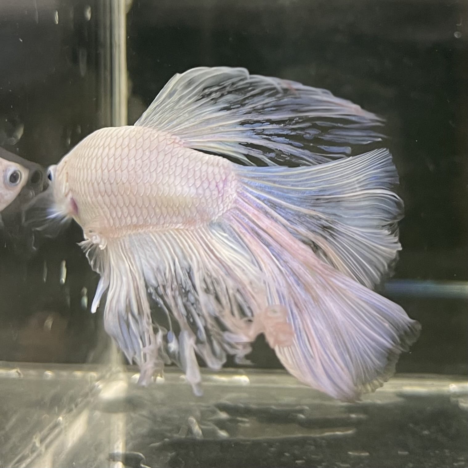 the-fish-farm Male Betta Male Betta - One Only - 22 Choose your favourite Male Betta from The Fish Farm Australia