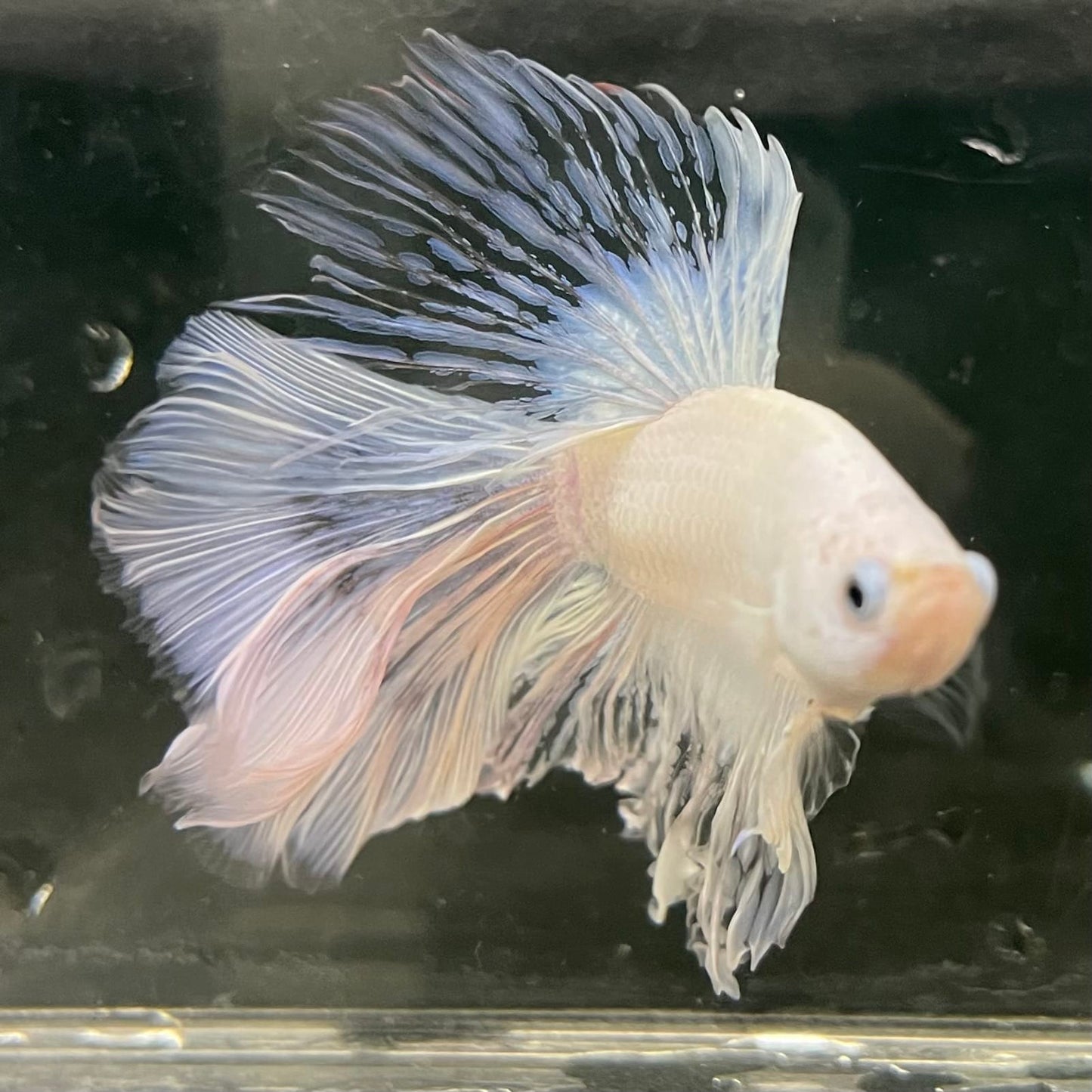 the-fish-farm Male Betta Male Betta - One Only - 22 Choose your favourite Male Betta from The Fish Farm Australia