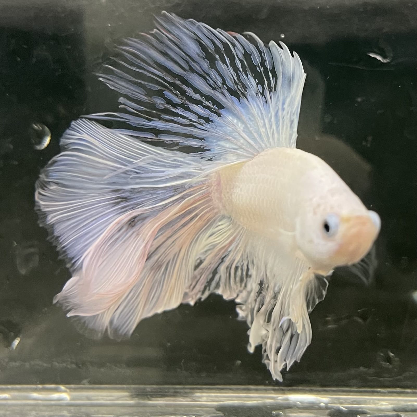 the-fish-farm Male Betta Male Betta - One Only - 22 Choose your favourite Male Betta from The Fish Farm Australia