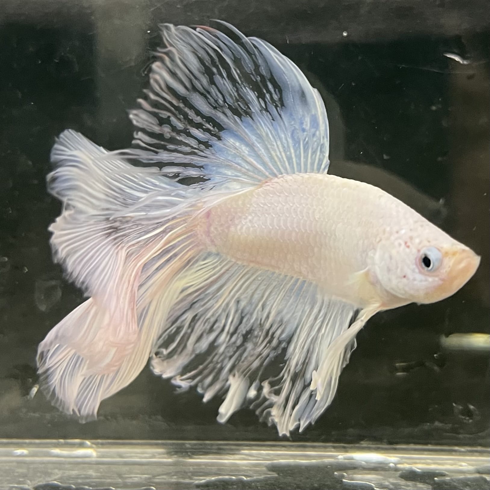 the-fish-farm Male Betta Male Betta - One Only - 22 Choose your favourite Male Betta from The Fish Farm Australia