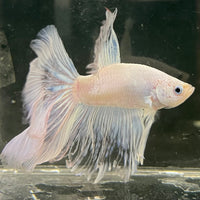 the-fish-farm Male Betta Male Betta - One Only - 22 Choose your favourite Male Betta from The Fish Farm Australia