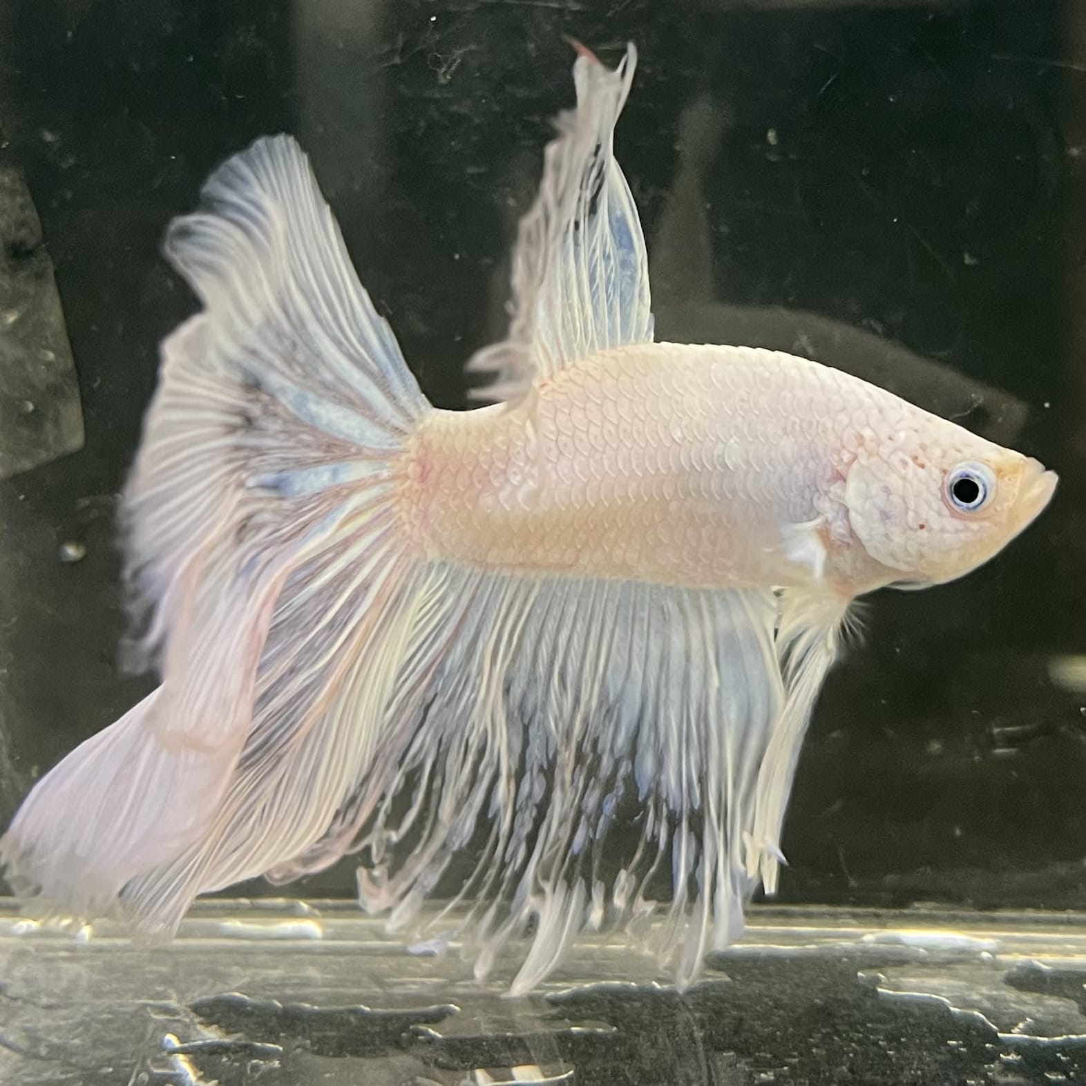 the-fish-farm Male Betta Male Betta - One Only - 22 Choose your favourite Male Betta from The Fish Farm Australia