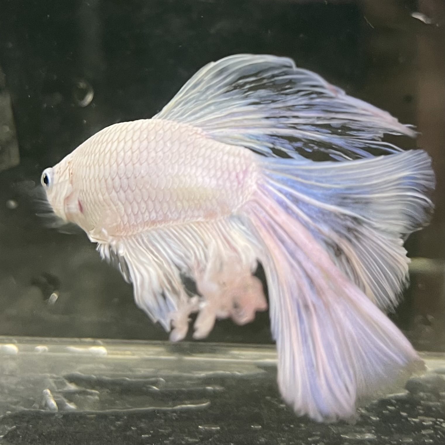 the-fish-farm Male Betta Male Betta - One Only - 22 Choose your favourite Male Betta from The Fish Farm Australia