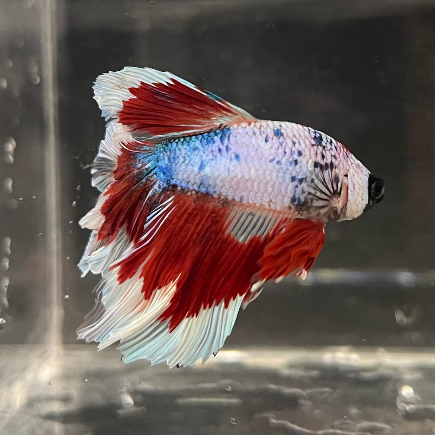 the-fish-farm Male Betta Male Betta - One Only - 22 Choose your favourite Male Betta from The Fish Farm Australia