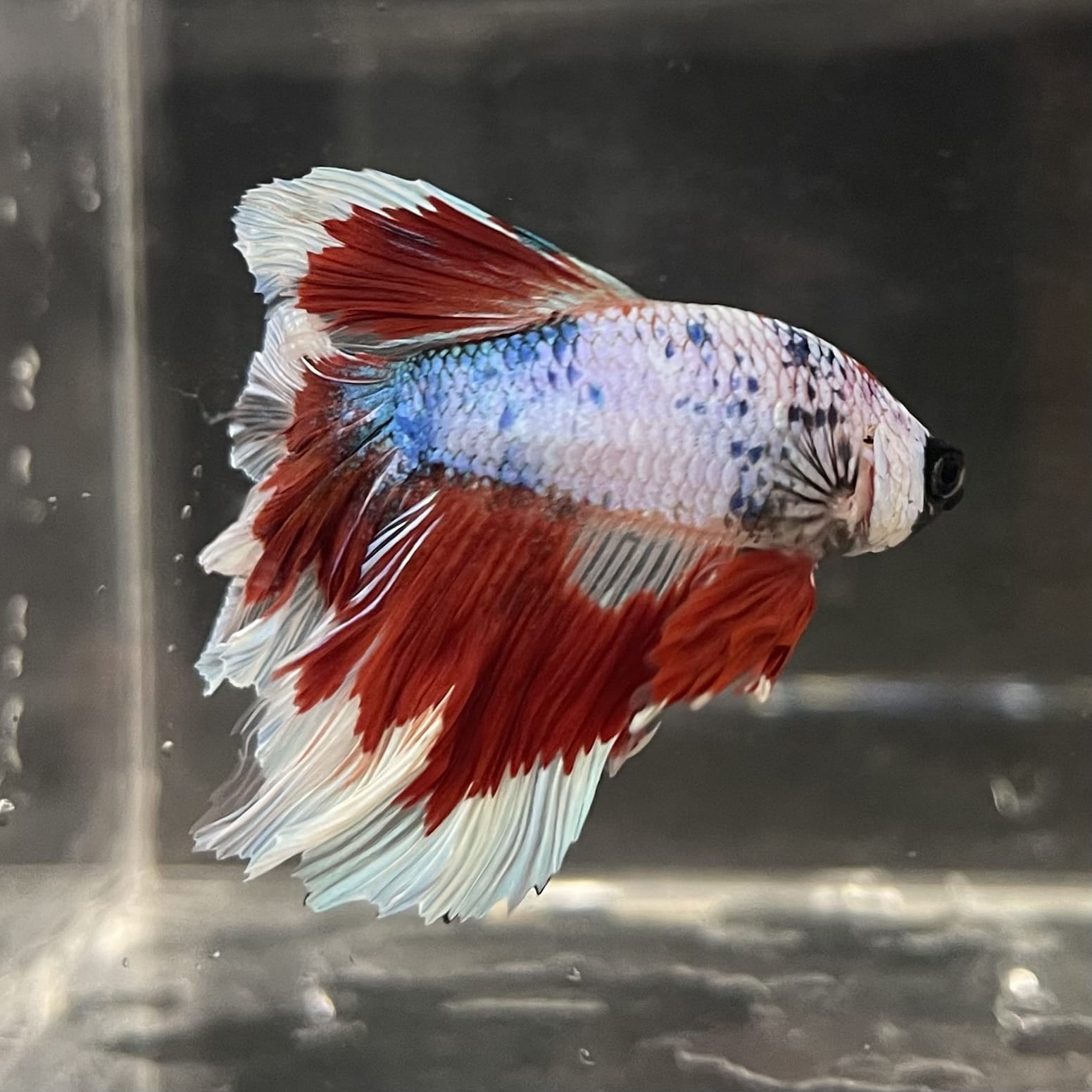 the-fish-farm Male Betta Male Betta - One Only - 22 Choose your favourite Male Betta from The Fish Farm Australia