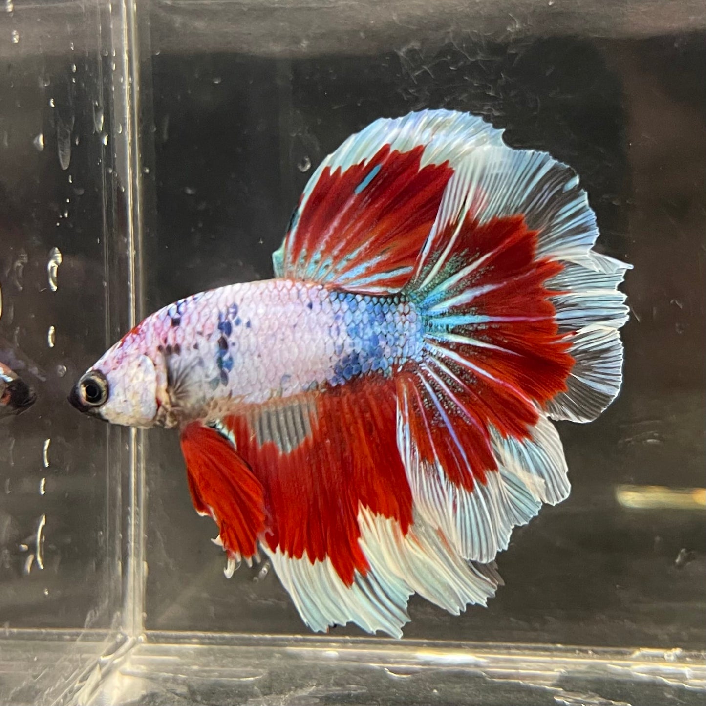 the-fish-farm Male Betta Male Betta - One Only - 22 Choose your favourite Male Betta from The Fish Farm Australia