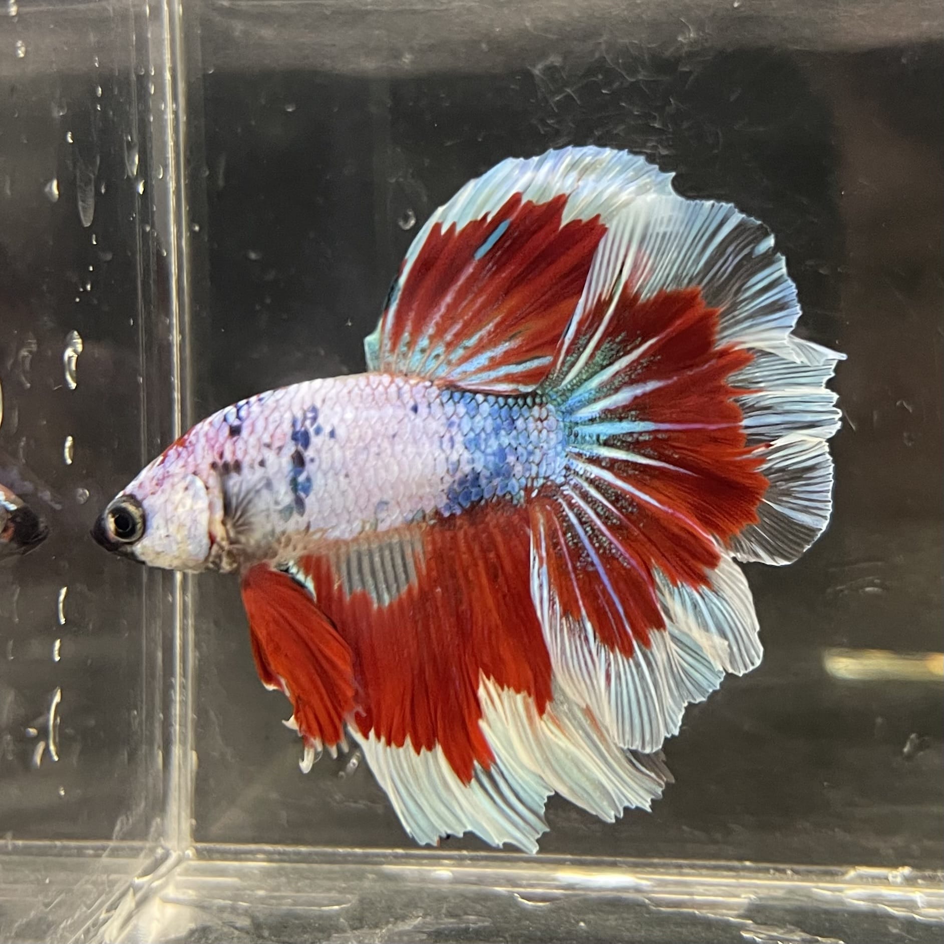 the-fish-farm Male Betta Male Betta - One Only - 22 Choose your favourite Male Betta from The Fish Farm Australia