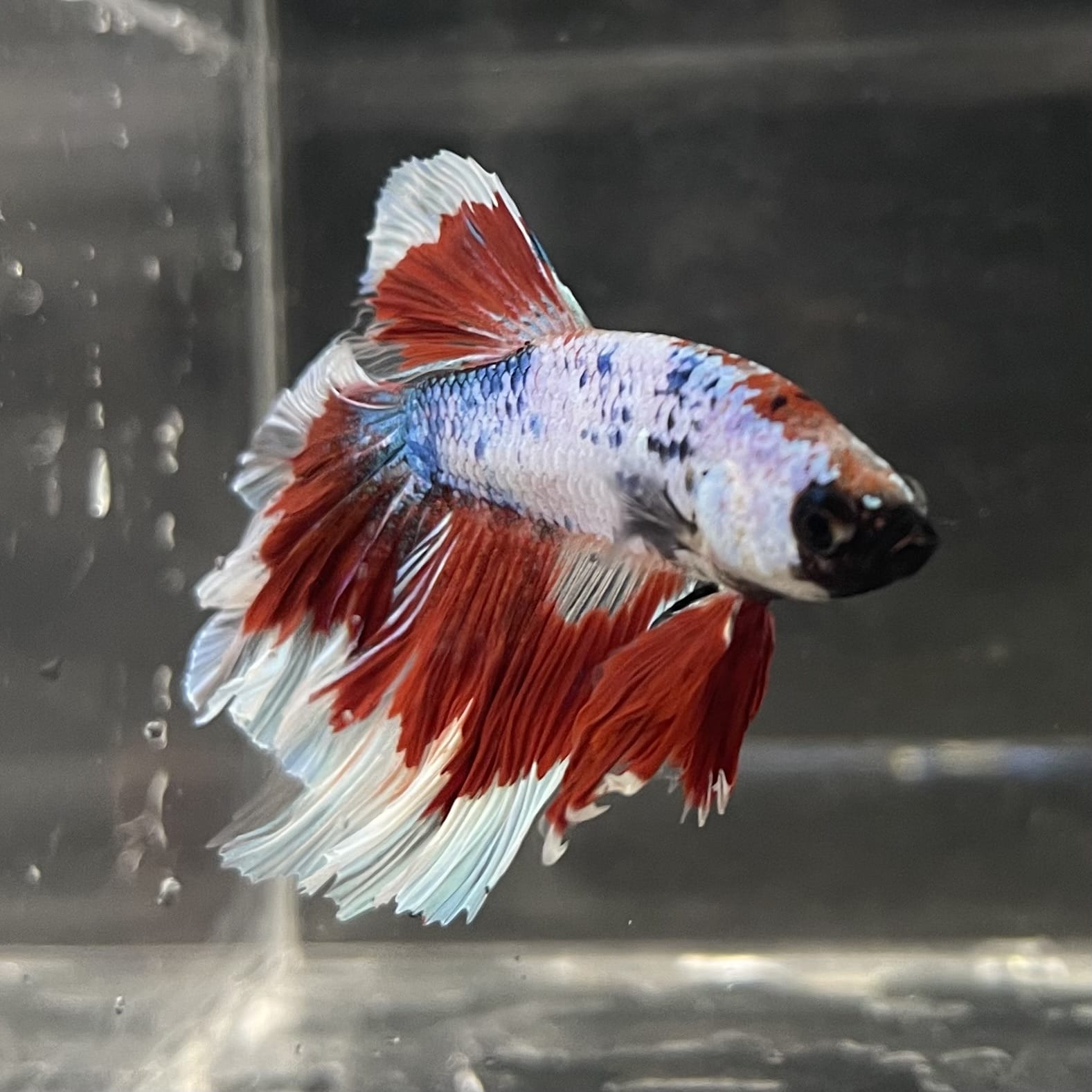 the-fish-farm Male Betta Male Betta - One Only - 22 Choose your favourite Male Betta from The Fish Farm Australia
