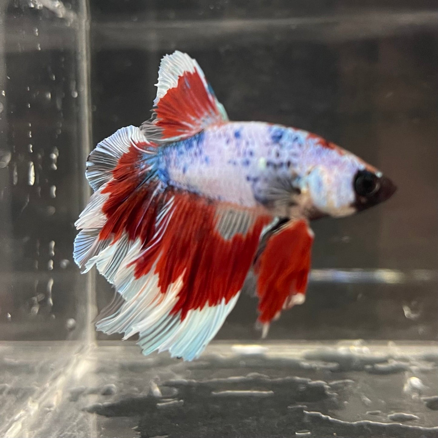 the-fish-farm Male Betta Male Betta - One Only - 22 Choose your favourite Male Betta from The Fish Farm Australia