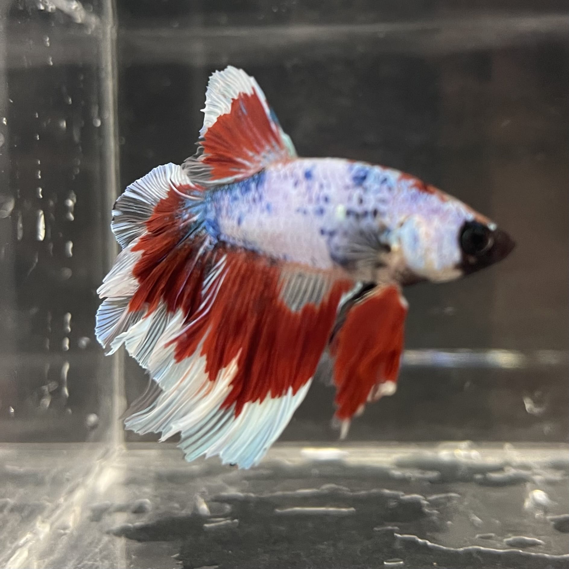 the-fish-farm Male Betta Male Betta - One Only - 22 Choose your favourite Male Betta from The Fish Farm Australia