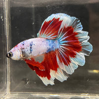 the-fish-farm Male Betta Male Betta - One Only - 22 Choose your favourite Male Betta from The Fish Farm Australia
