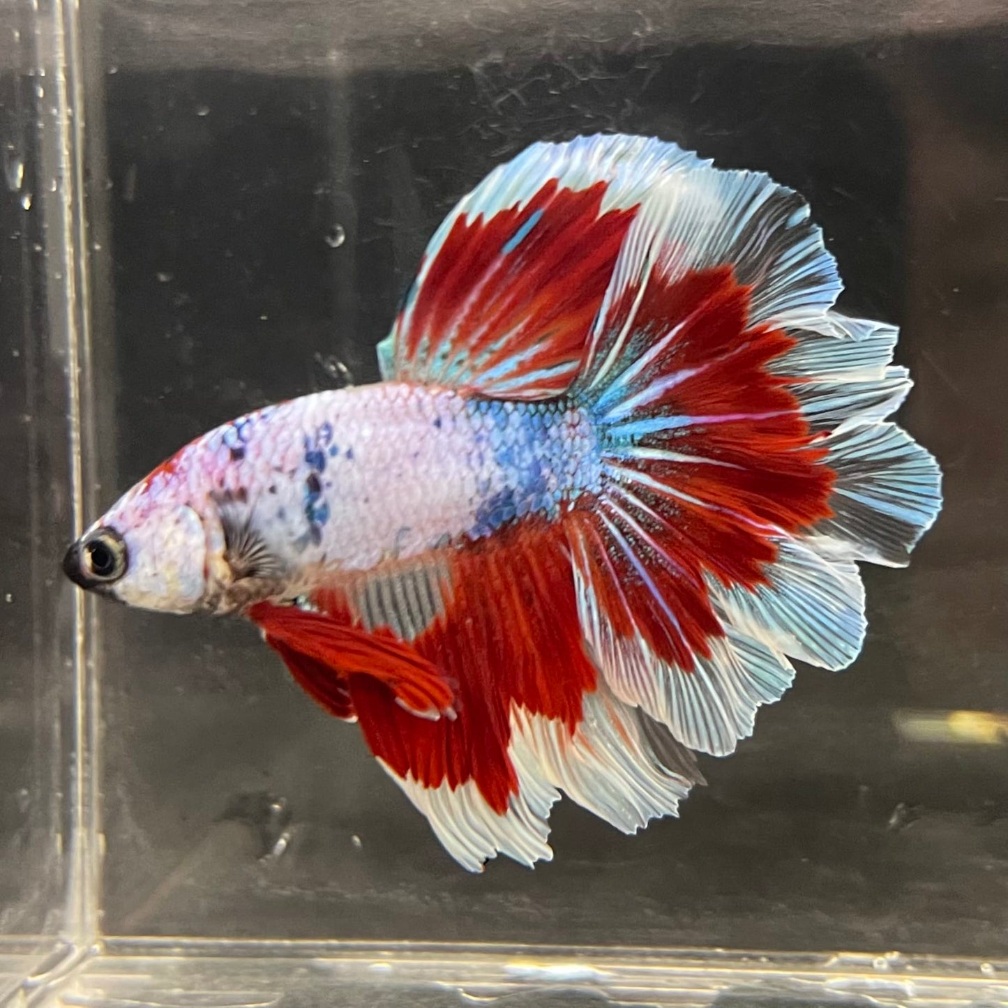 the-fish-farm Male Betta Male Betta - One Only - 22 Choose your favourite Male Betta from The Fish Farm Australia