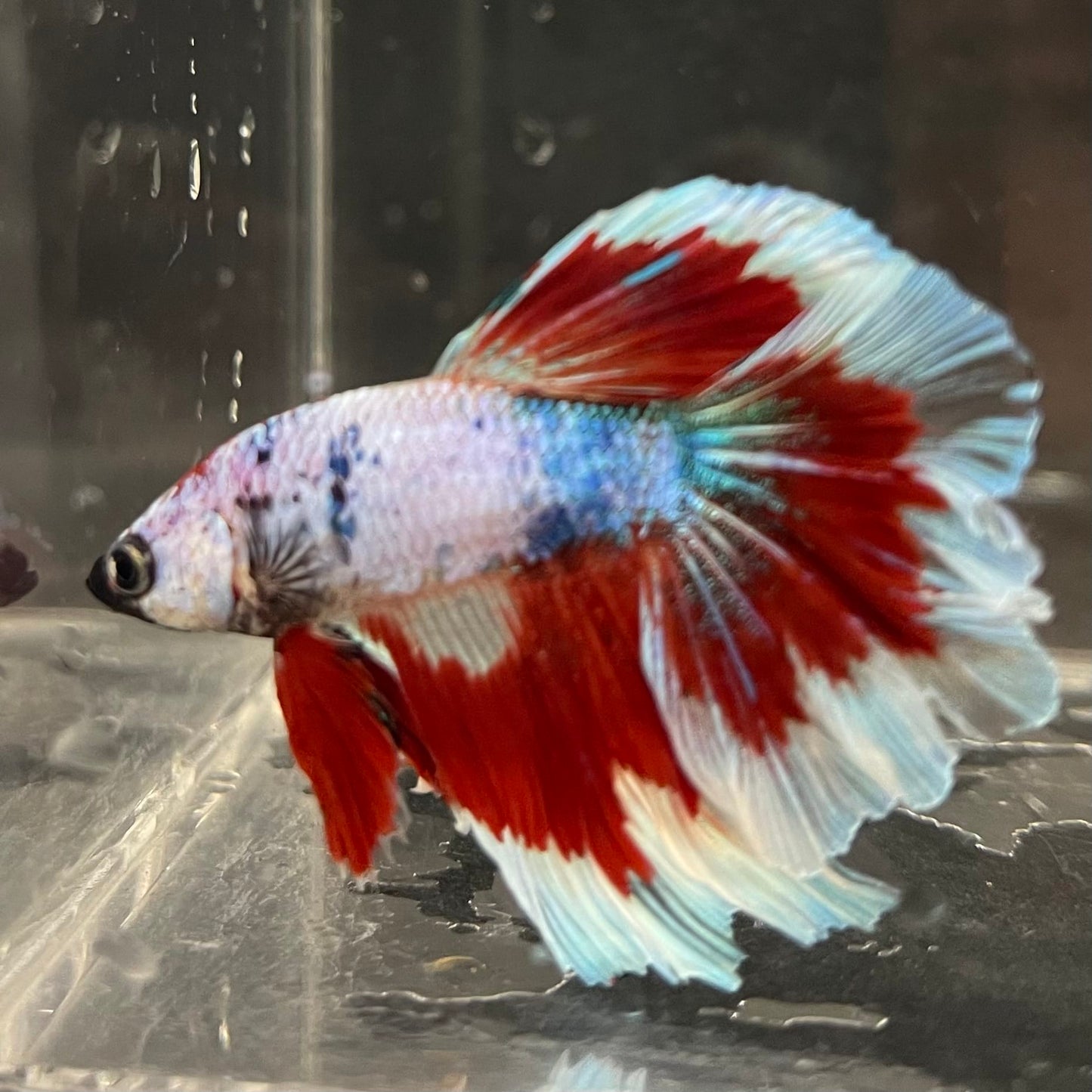 the-fish-farm Male Betta Male Betta - One Only - 22 Choose your favourite Male Betta from The Fish Farm Australia