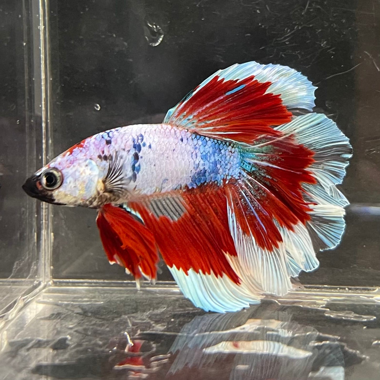 the-fish-farm Male Betta Male Betta - One Only - 22 Choose your favourite Male Betta from The Fish Farm Australia