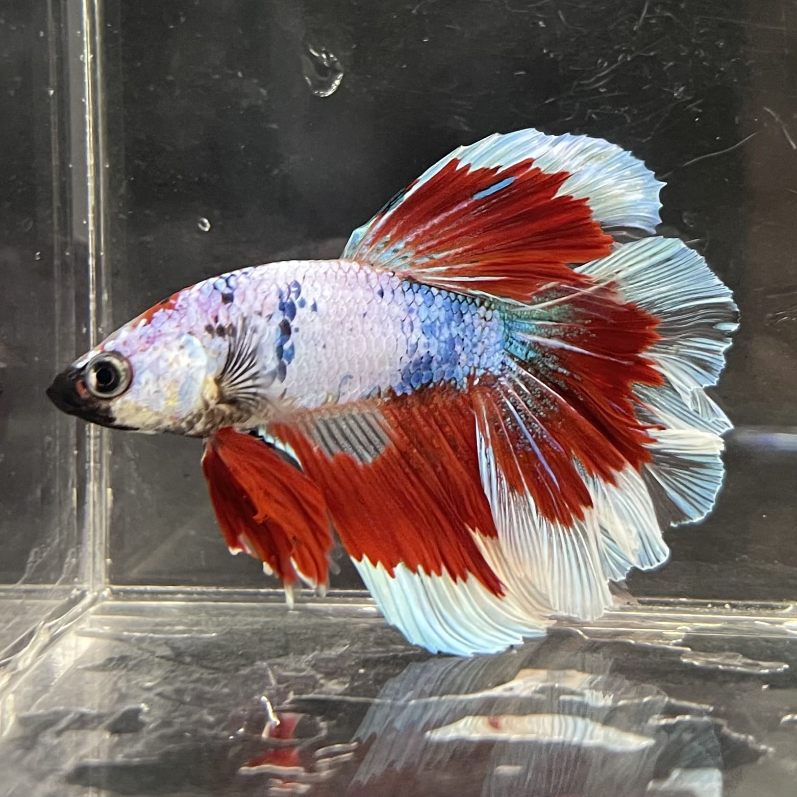 the-fish-farm Male Betta Male Betta - One Only - 22 Choose your favourite Male Betta from The Fish Farm Australia