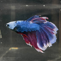 the-fish-farm Male Betta Male Betta - One Only - 22 Choose your favourite Male Betta from The Fish Farm Australia