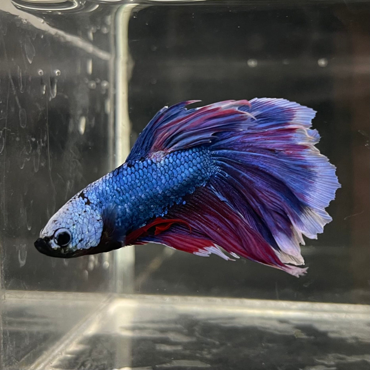 the-fish-farm Male Betta Male Betta - One Only - 22 Choose your favourite Male Betta from The Fish Farm Australia