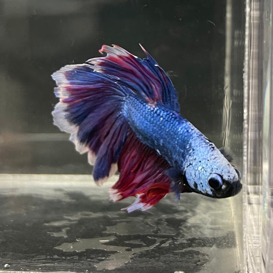 the-fish-farm Male Betta Male Betta - One Only - 22 Choose your favourite Male Betta from The Fish Farm Australia