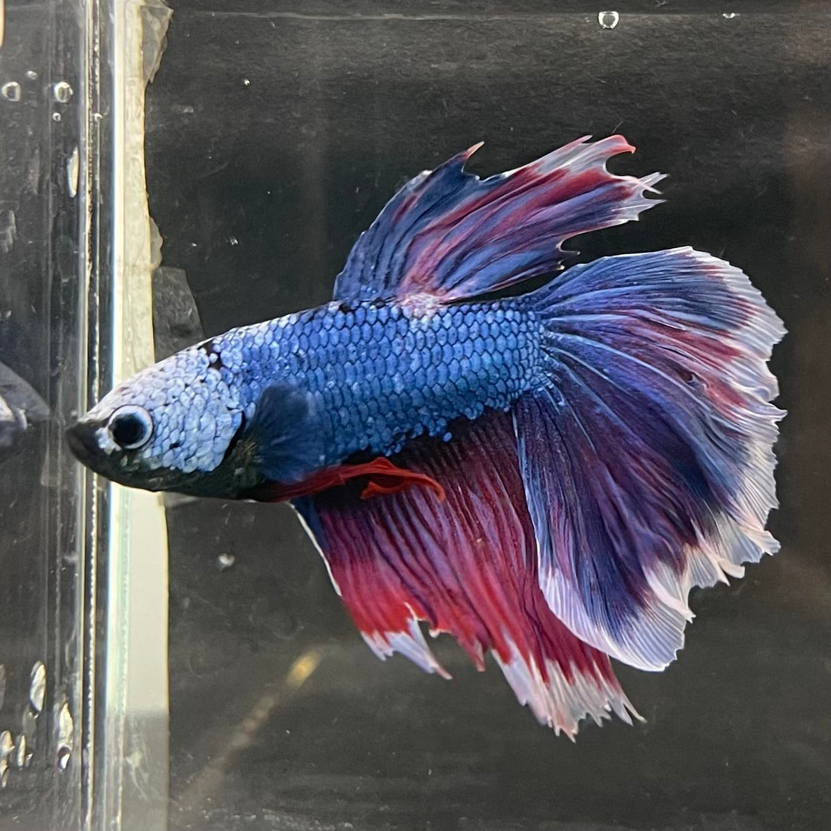 the-fish-farm Male Betta Male Betta - One Only - 22 Choose your favourite Male Betta from The Fish Farm Australia