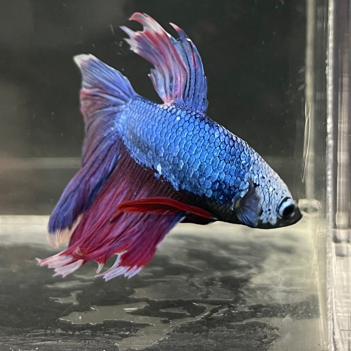 the-fish-farm Male Betta Male Betta - One Only - 22 Choose your favourite Male Betta from The Fish Farm Australia