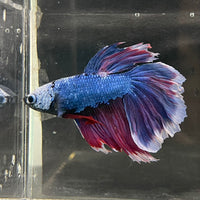 the-fish-farm Male Betta Male Betta - One Only - 22 Choose your favourite Male Betta from The Fish Farm Australia
