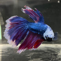 the-fish-farm Male Betta Male Betta - One Only - 22 Choose your favourite Male Betta from The Fish Farm Australia