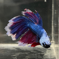 the-fish-farm Male Betta Male Betta - One Only - 22 Choose your favourite Male Betta from The Fish Farm Australia