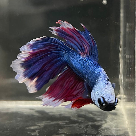 the-fish-farm Male Betta Male Betta - One Only - 22 Choose your favourite Male Betta from The Fish Farm Australia